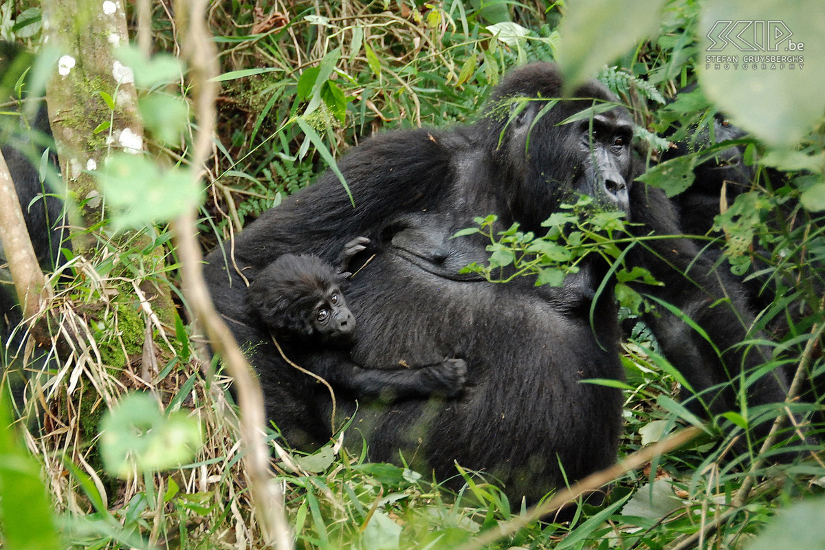 Bwindi - Gorilla met jong  Stefan Cruysberghs